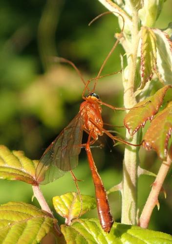 Enicospilus sp.